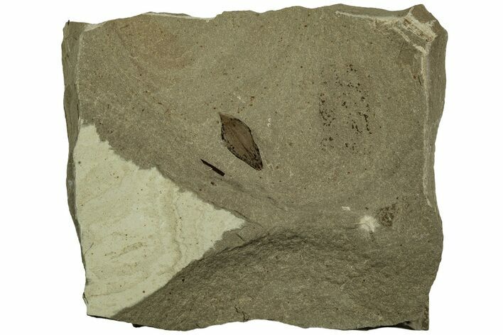 Valved Seed Pod Fossil - Green River Formation, Utah #215557